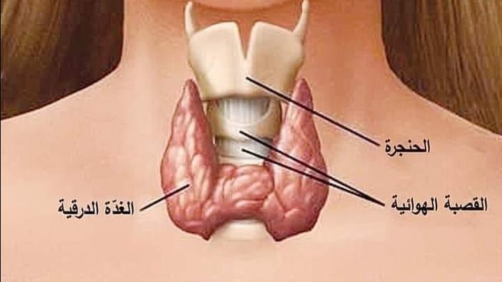 الغدة الدرقية