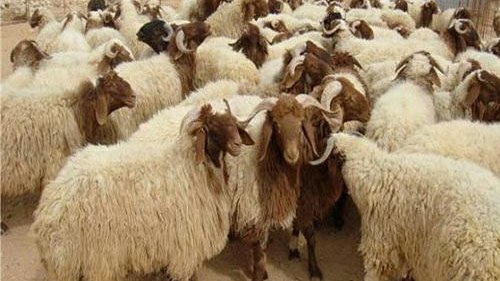 عيد الاضحي المبارك