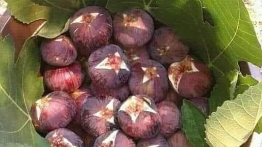 التين