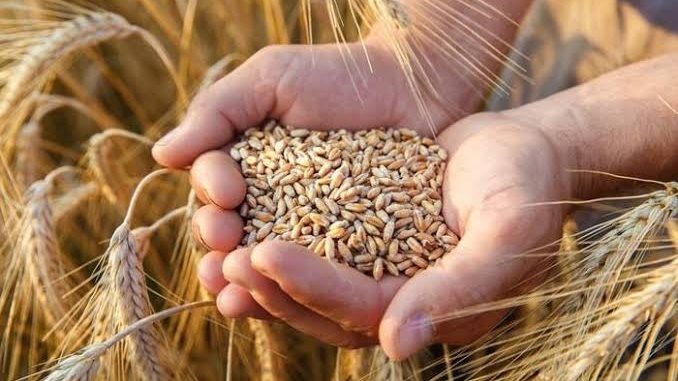 ارتفاع أسعار الغذاء عالميا