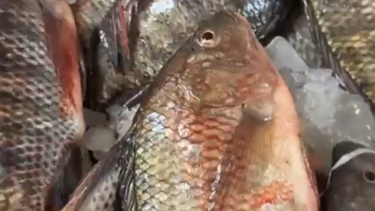 اسعار الاسماك