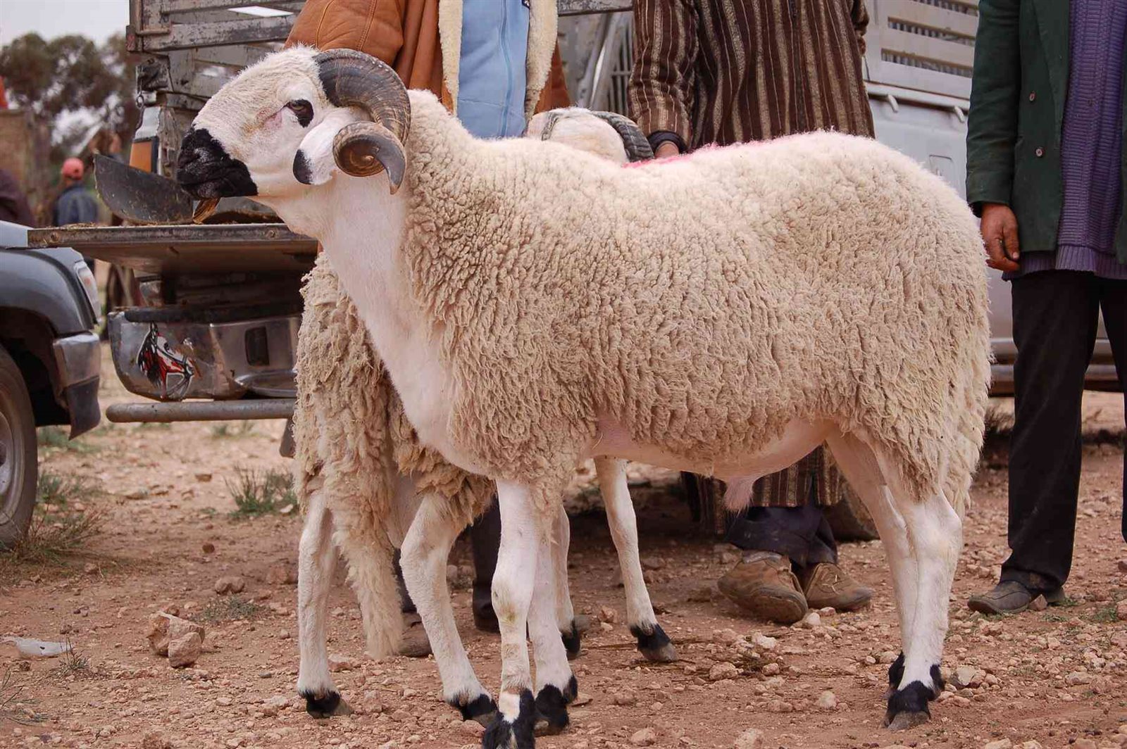 يبدأ من ١٨٥ جنيها.. قائمة بأسعار الأضاحي وأنواعها