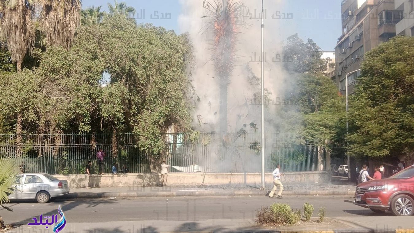 حريق نخلة في حديقة الحيوان