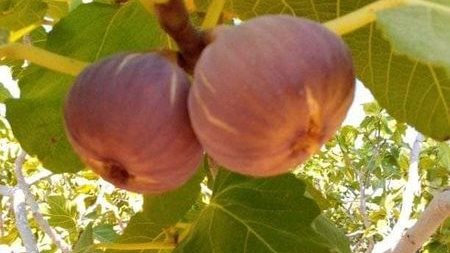 زراعات التين