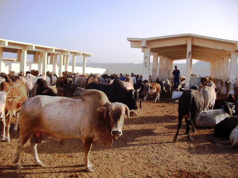 العجول الحية