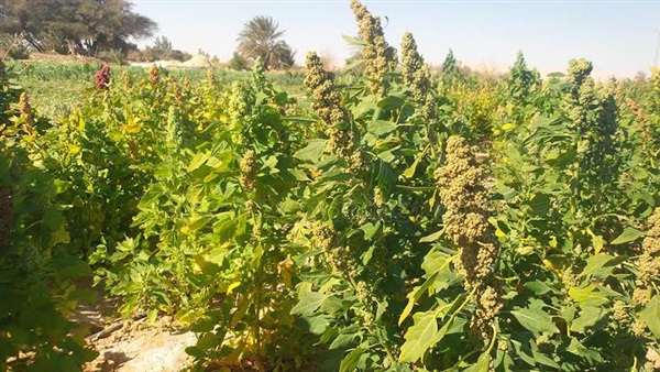 توزيع 25 آلة زراعية لفلاحي 