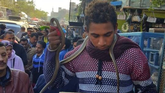 بيع الثعابين