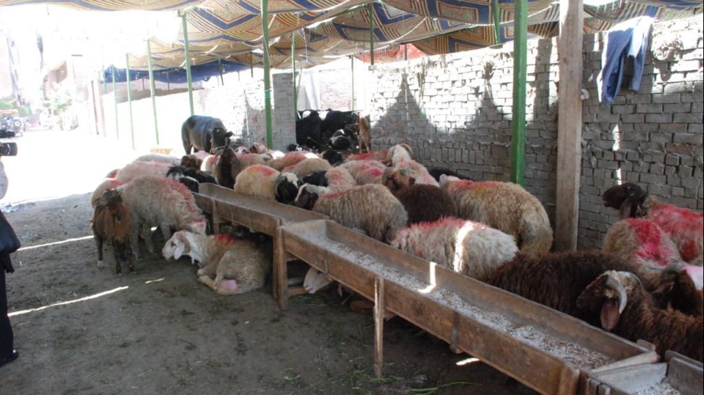 خروف العيد