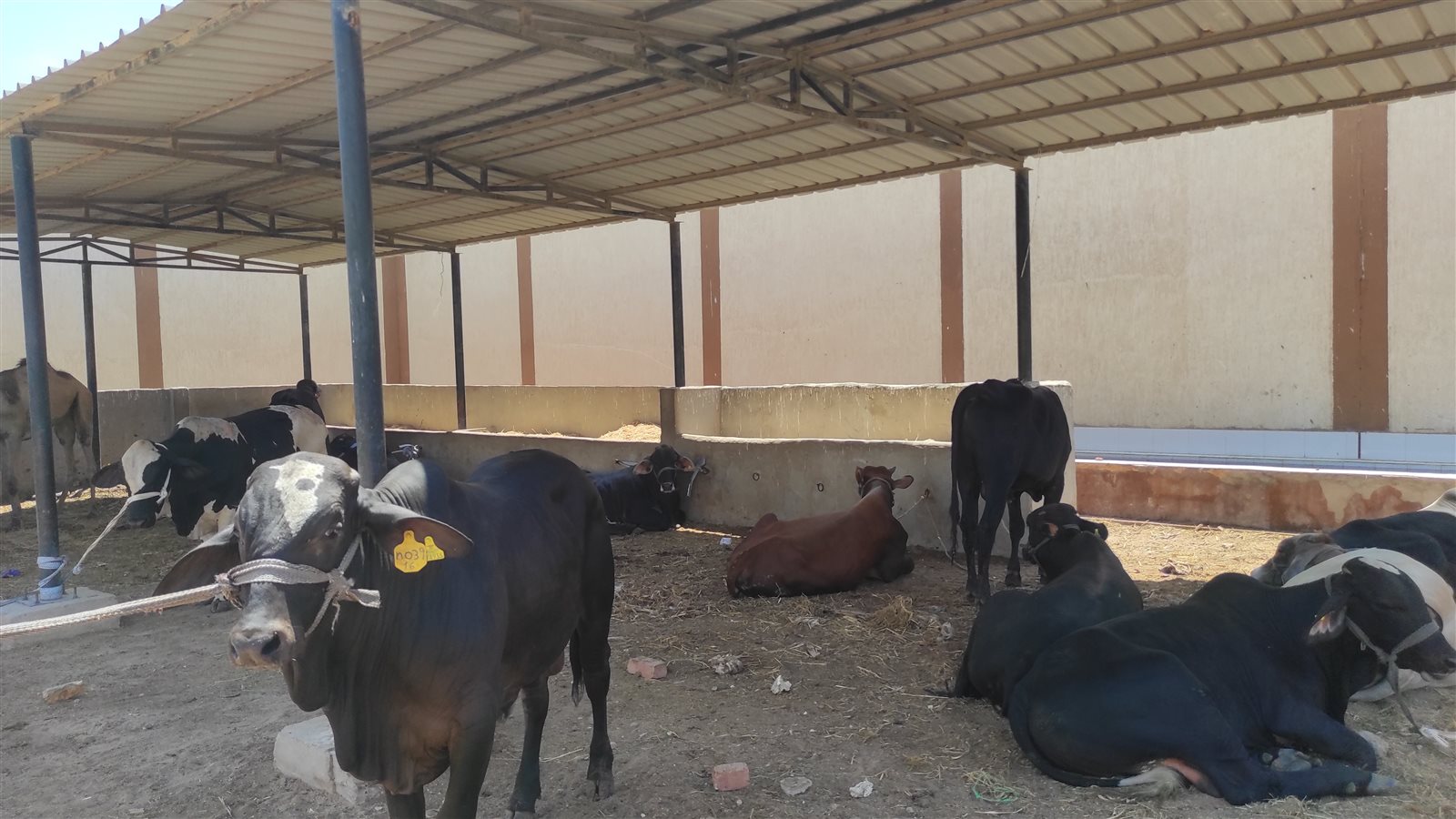 الأضاحي بجنوب سيناء 