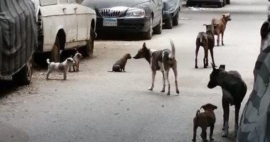 انتشار الكلاب الضالة