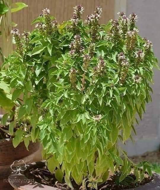 فوائد الريحان 