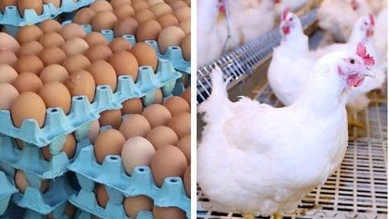 أسعار الفراخ والبيض 