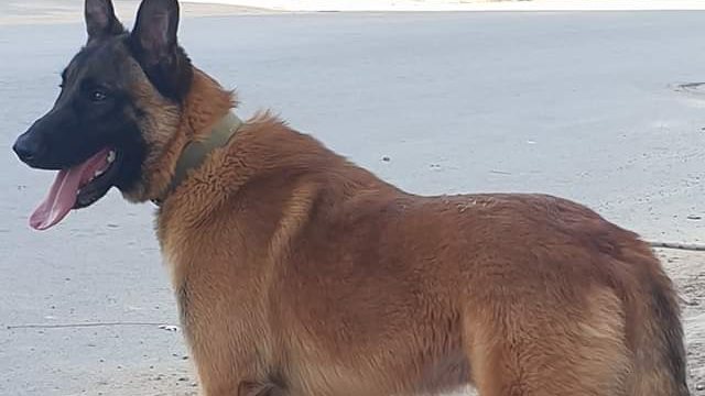 دور الكلب في اكتشاف الهرمونات 