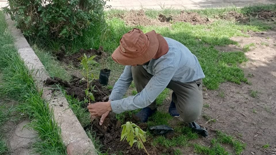 إستمرار أعمال التشجير بأسيوط