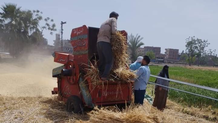 حصاد محصول القمح في المنوفية 