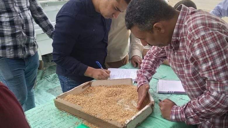 توريد القمح بالمنيا  توريد القمح بالمنيا