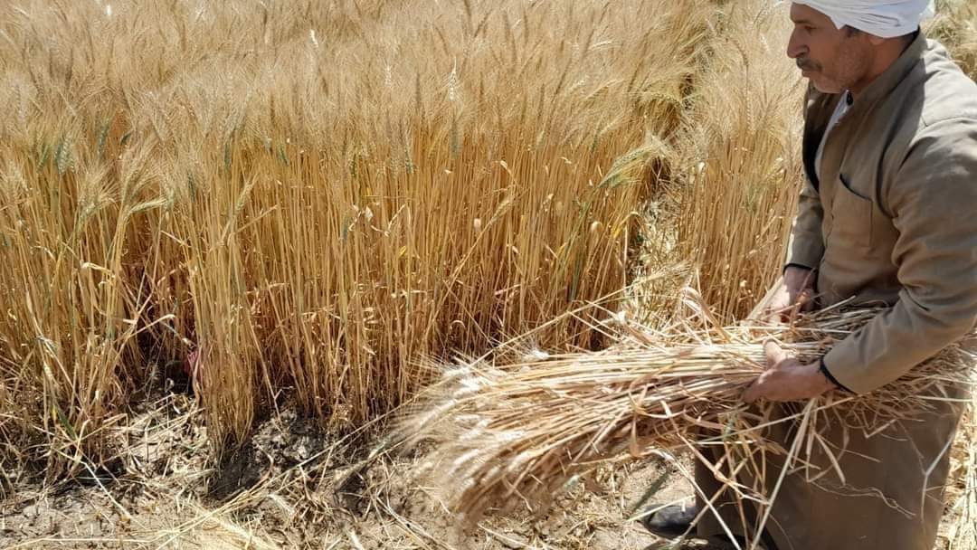 السيطرة على حريق شب بأرض زراعية 