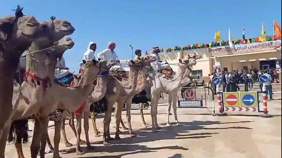 الهجن 