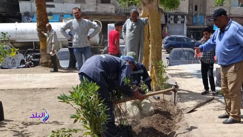 زراعة أشجار 