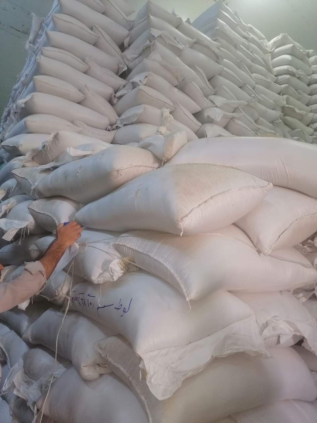 القمح