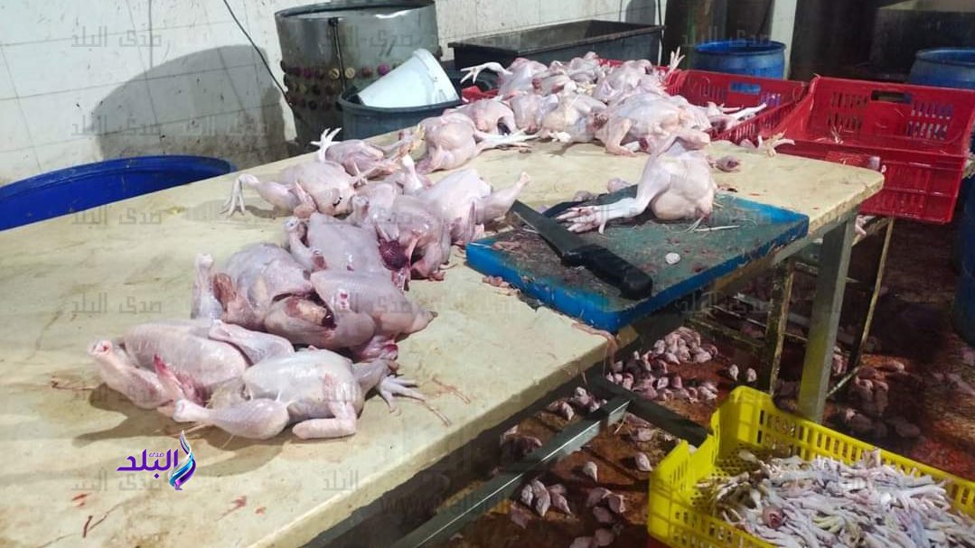 ضبط 4 أطنان و800 كجم دواجن بمجزر غير مرخص بالشرقية