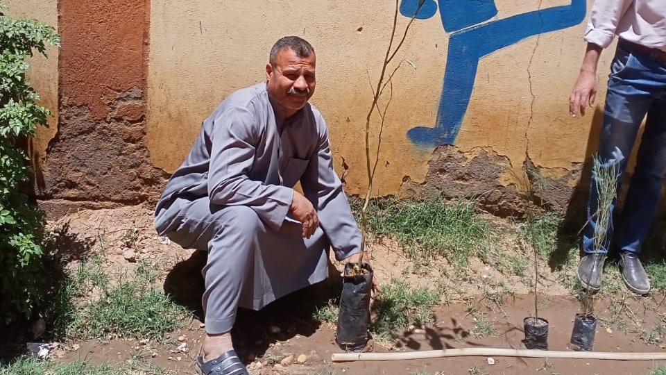 زراعة وتشجير الشوارع والميادين بمركز ديروط 