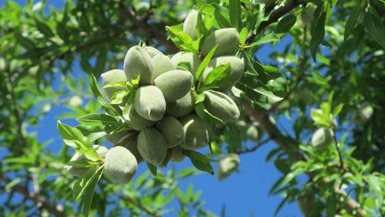 اللوزيات اللوزيات