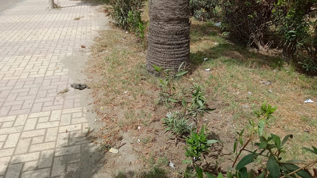 مبادرة ١٠٠ مليون شجرة بالإسكندرية