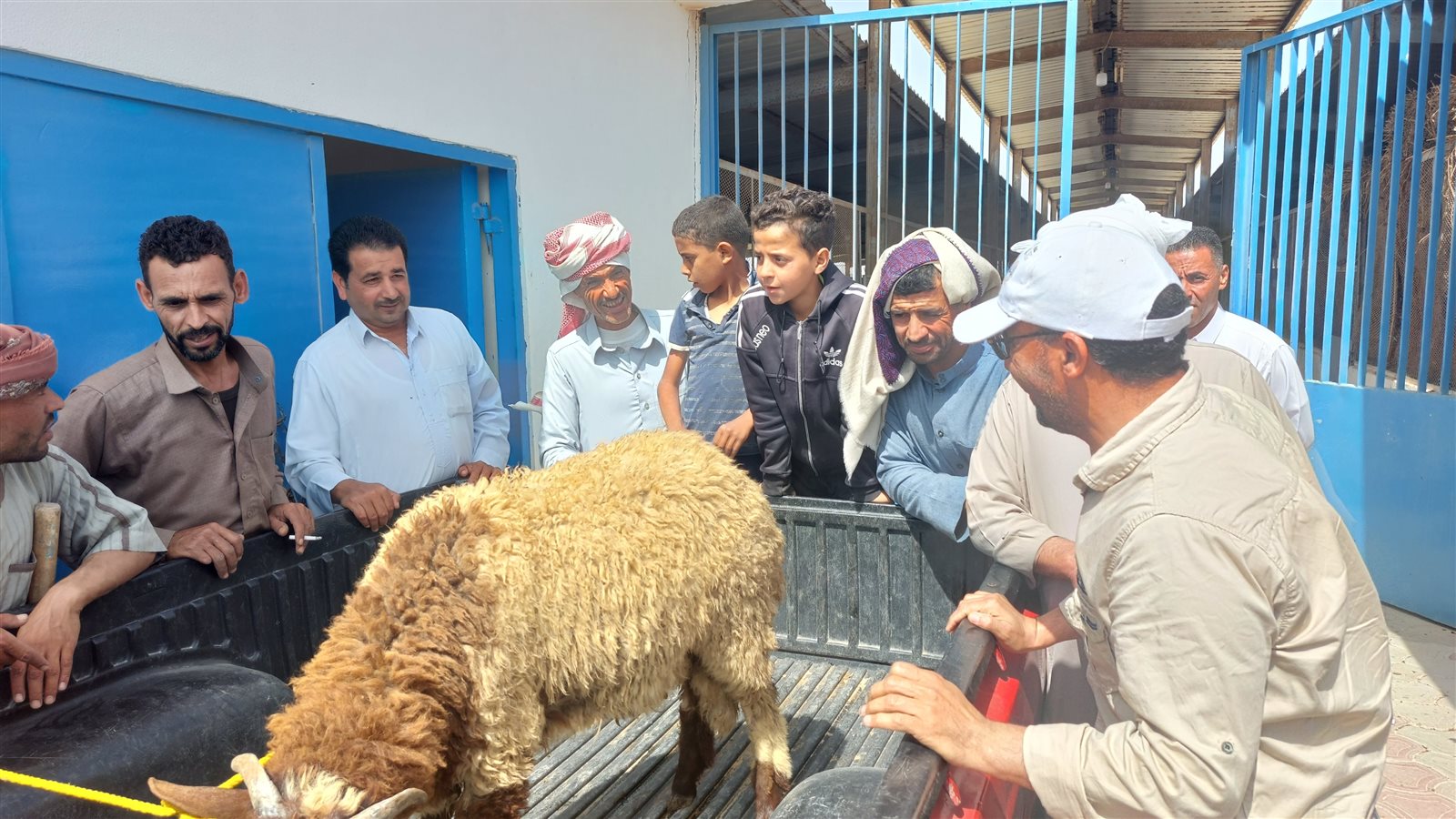 توزيع الكباش بمطروح