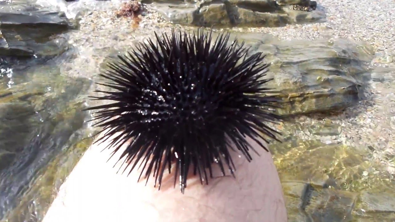  قنافذ البحر الأسود 