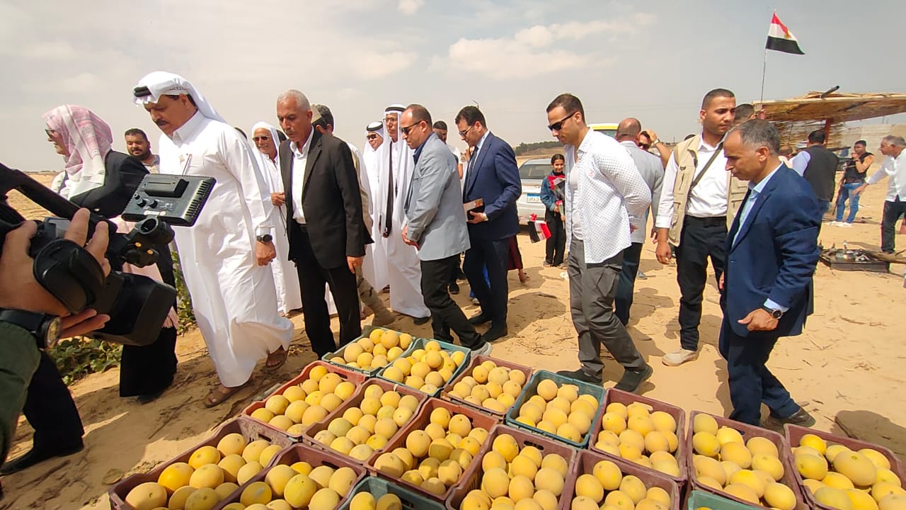 موسم حصاد الكانتبوب السيناوي