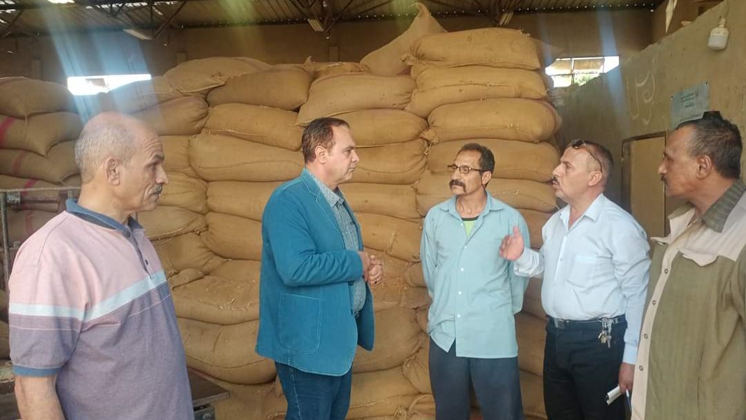 توريد محصول القمح 