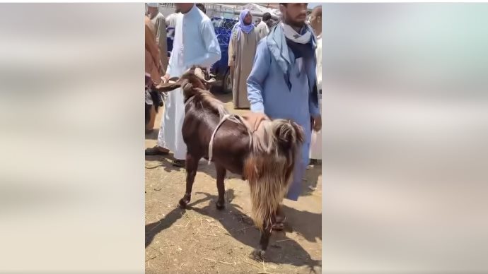 بيع جدي بسعر صادم