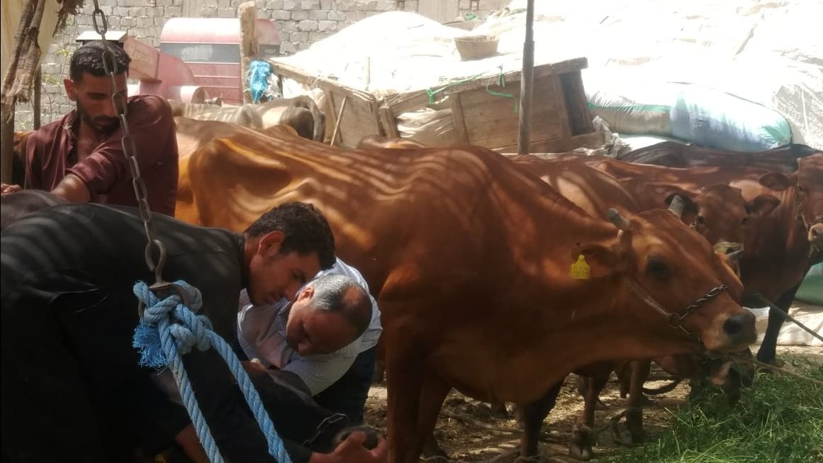 قافلة بيطرية مجانية بالصف في الجيزة