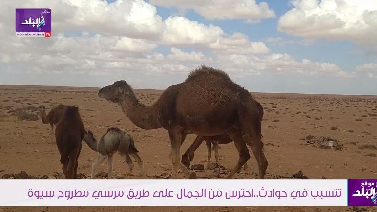 الابل بطريق سيوة