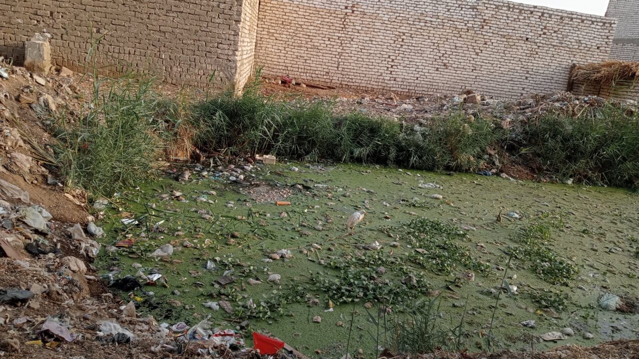 مصرف قلها ببني سويف 