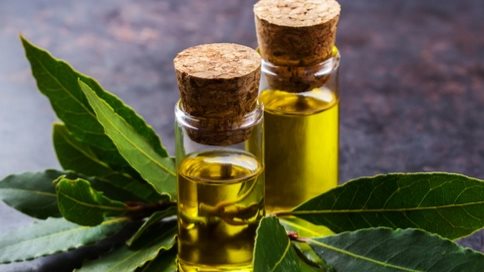 زرت ورق الغار لعلاج العديد من الامراض