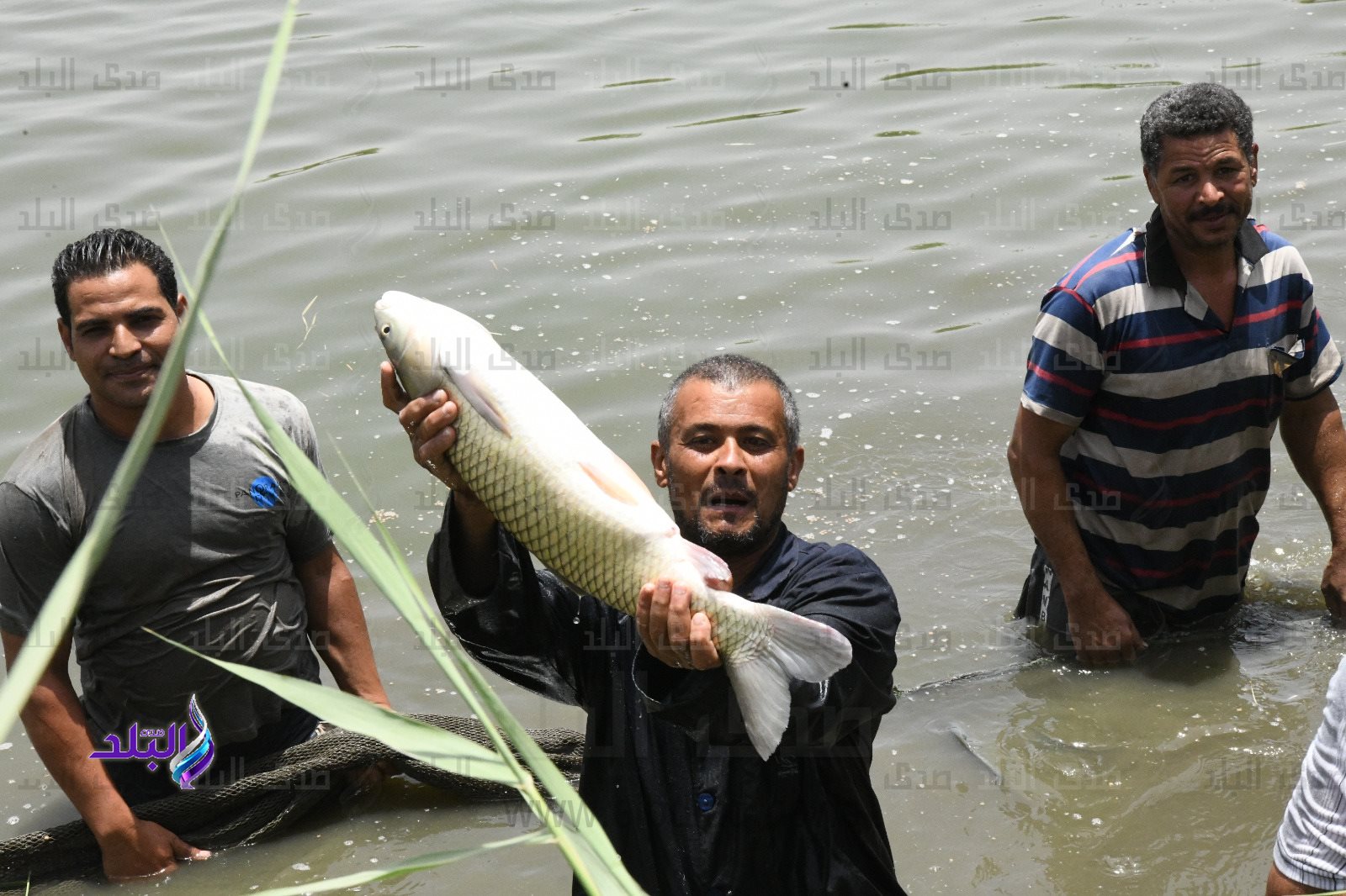 المفرخ السمكى بنجع حمادى 