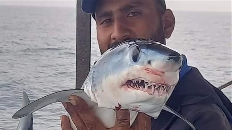 صورة سمكة القرش المنتشرة