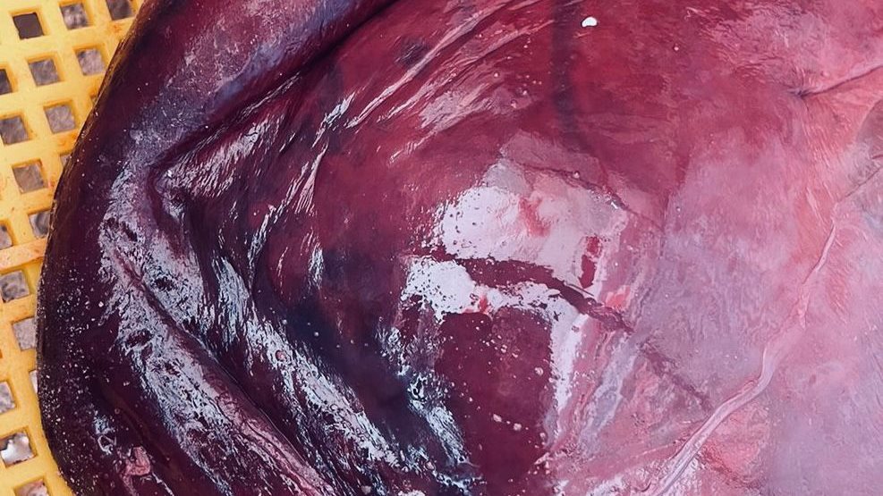 المضبوطات