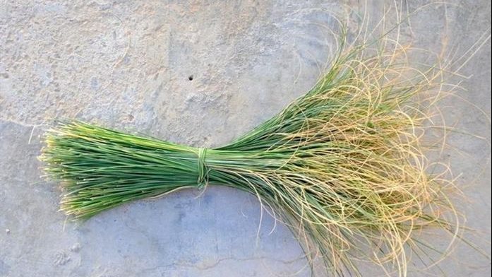 عشبة حلفا بر تساعد في علاج العديد من الامرتض