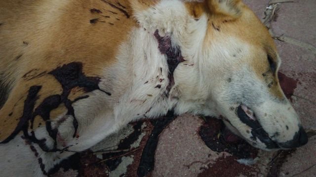 تسميم الكلاب