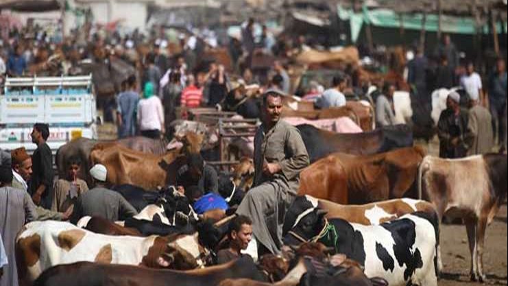 سعر كيلو اللحم قائم 