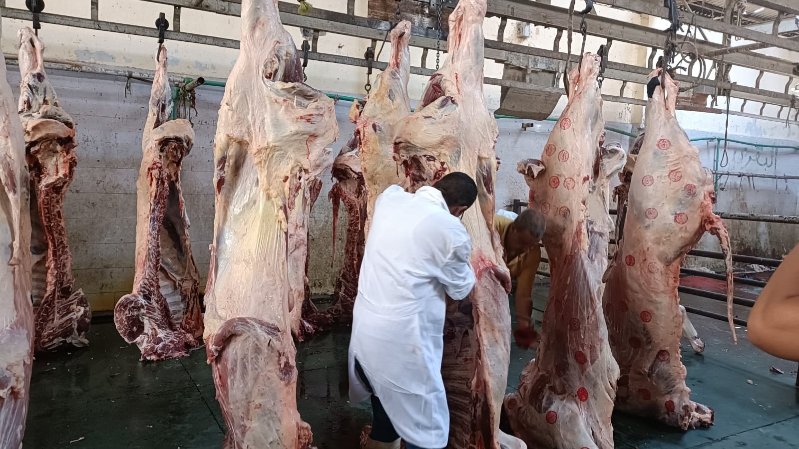 مجزر