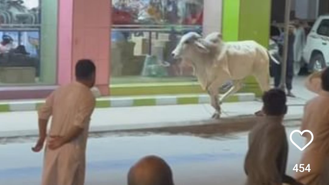 عجل هارب