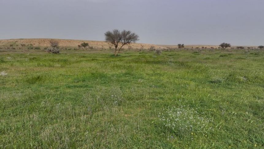 صورة للمحمية من وسائل الإعلام السعودية