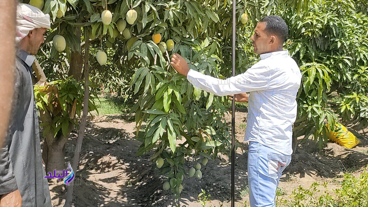 بالخطاف شاهد لحظة جمع المانجو الاسمعلاوي