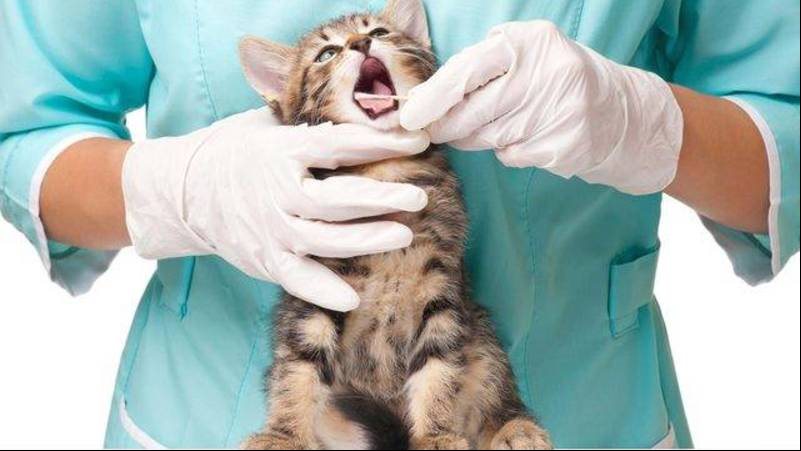 انفلونزا الطيور تصيب القطط في هذا البلد