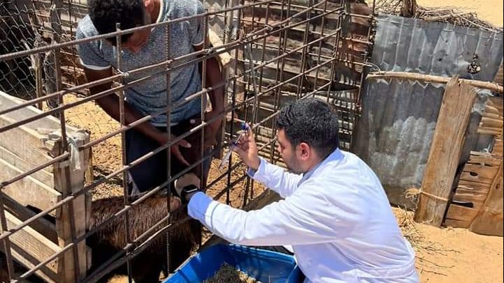 تدريب طلبة كلية الطب البيطري على تحصين الحيوانات 