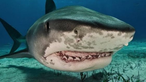 اسماك القرش 